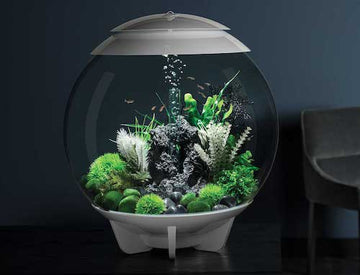 Biorb Aquariums